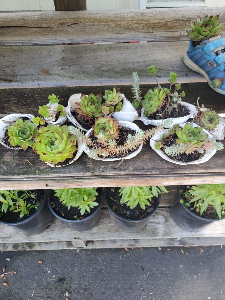 Succulent Plant Each $5