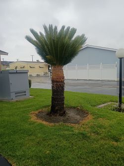Sago palm (cycas revoluta) 1 for$300 or 2 for $400