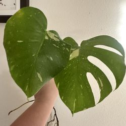 Monstera Thai Constellation 