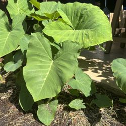 Elephant Ear plants