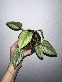 Philodendron Mamei Silver