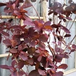 Beautiful Smoke Plant