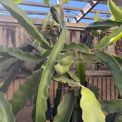 Dragon fruit cutting
