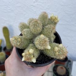 4in Pot Many Fingers Cactus Plant 