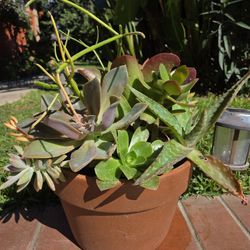 Decoration Suculents Plants Mix 