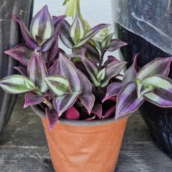 Tradescantia Zebrina Plant