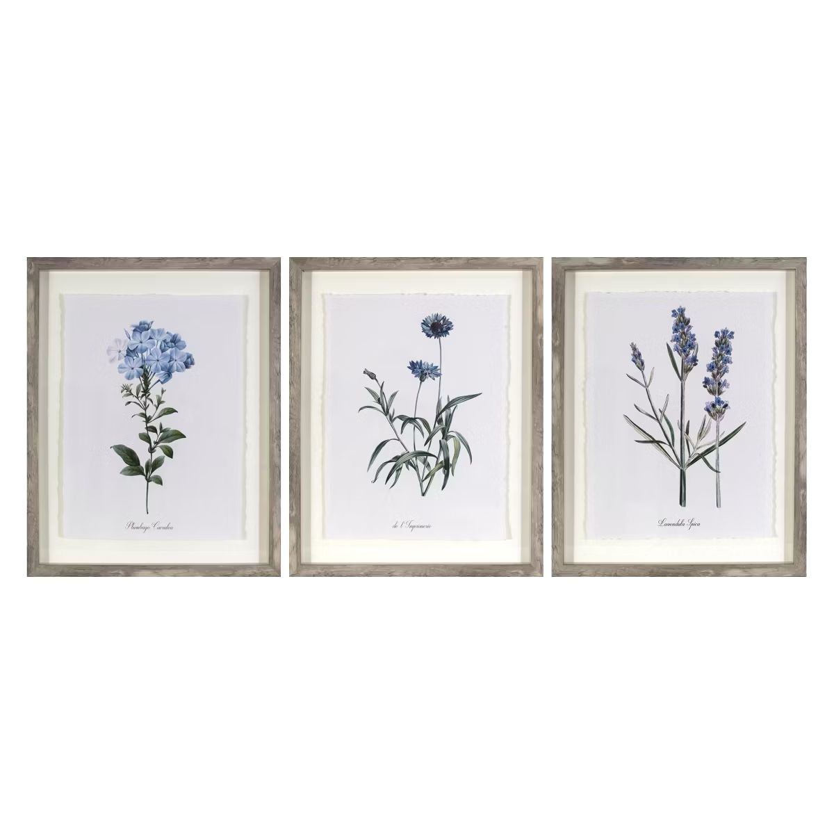 (Set of 3) 16"x20" Framed Vintage Botanicals Decorative Wall Art Natural/Blue - Threshold™