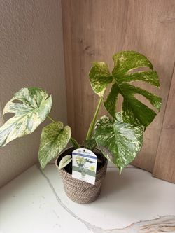 Rare Variegated Monstera Mystery Mint – Collector's Plant