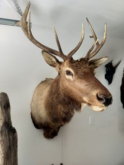Elk Bull Taxidermy Shoulder Mount