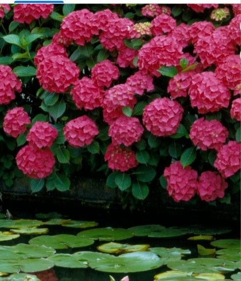 Panicle Hydrangea 3gallones 3ft Tall