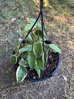Hoya Macrophylla variegated plant