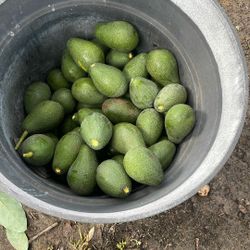 Avocado Fruit In Fullerton For Sale 
