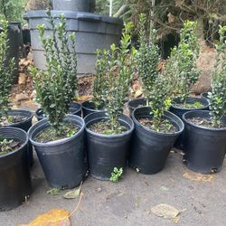 Japanese Sky Pencil Holly Plants 