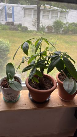 Money tree good luck bringing