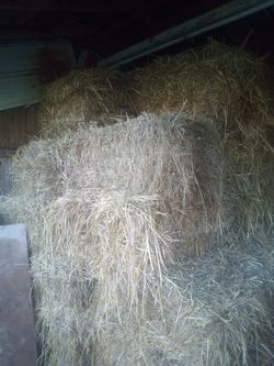 Locally grown fresh hay
