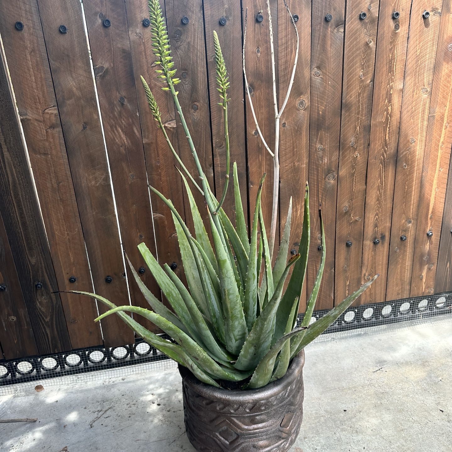Aloe Plant In Decorative Pot 