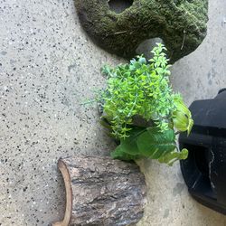 Reptile/amphibian decor