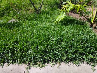 Lawn / Plants
