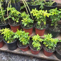 Perennial Plant!!! 5$ Each 