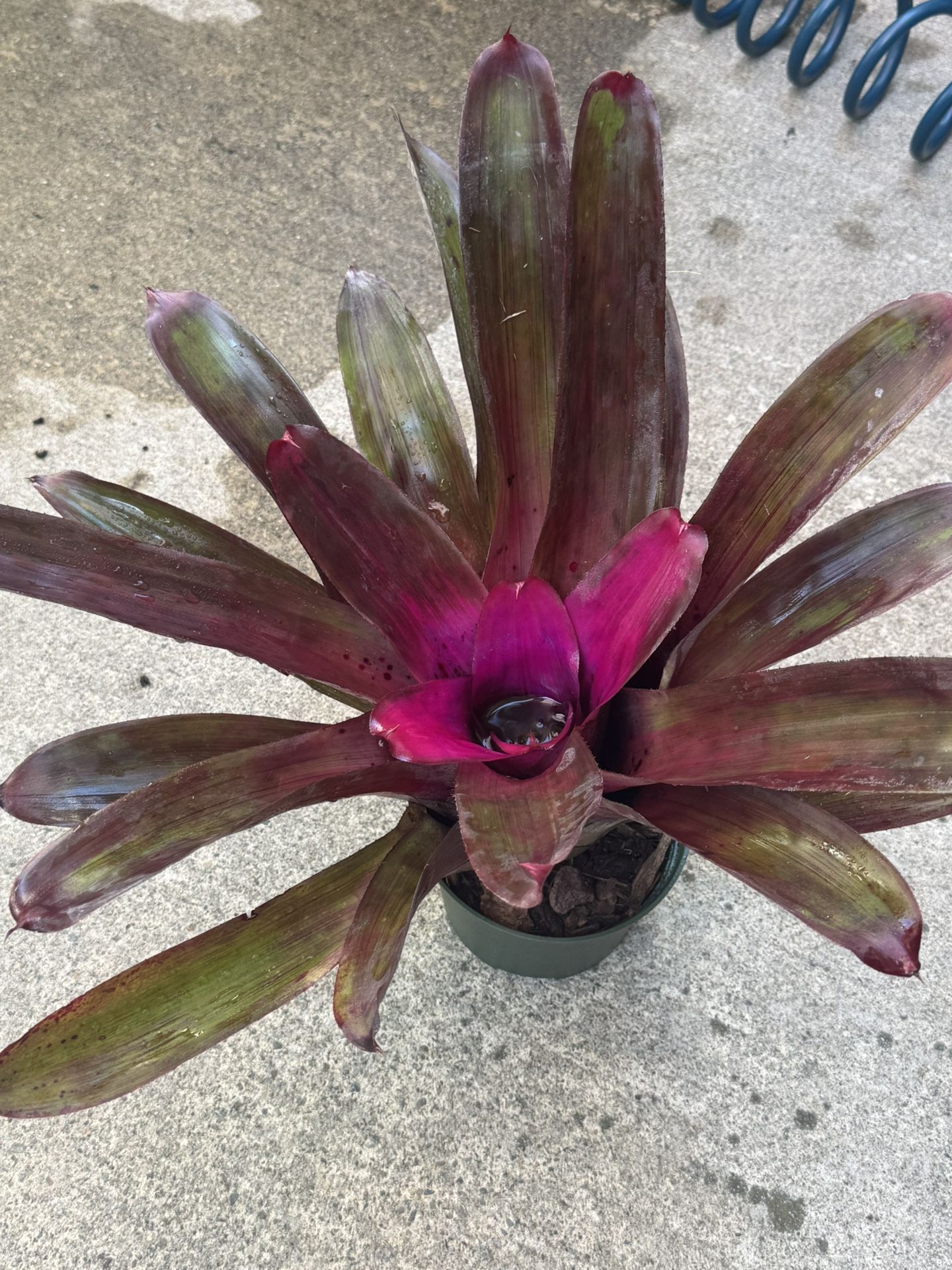 Bromeliad Bird Rock