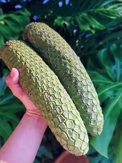 Monstera Fruit Exotic Rare