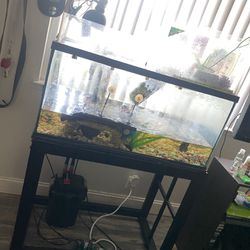 65 Gallon Tank Plus, 2 Turtles ,Rocks, Plants, filter And Stand 