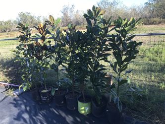 DD Blanchard Magnolia $50