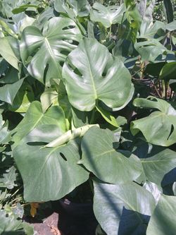 Monstera indoor plants from $15🪴