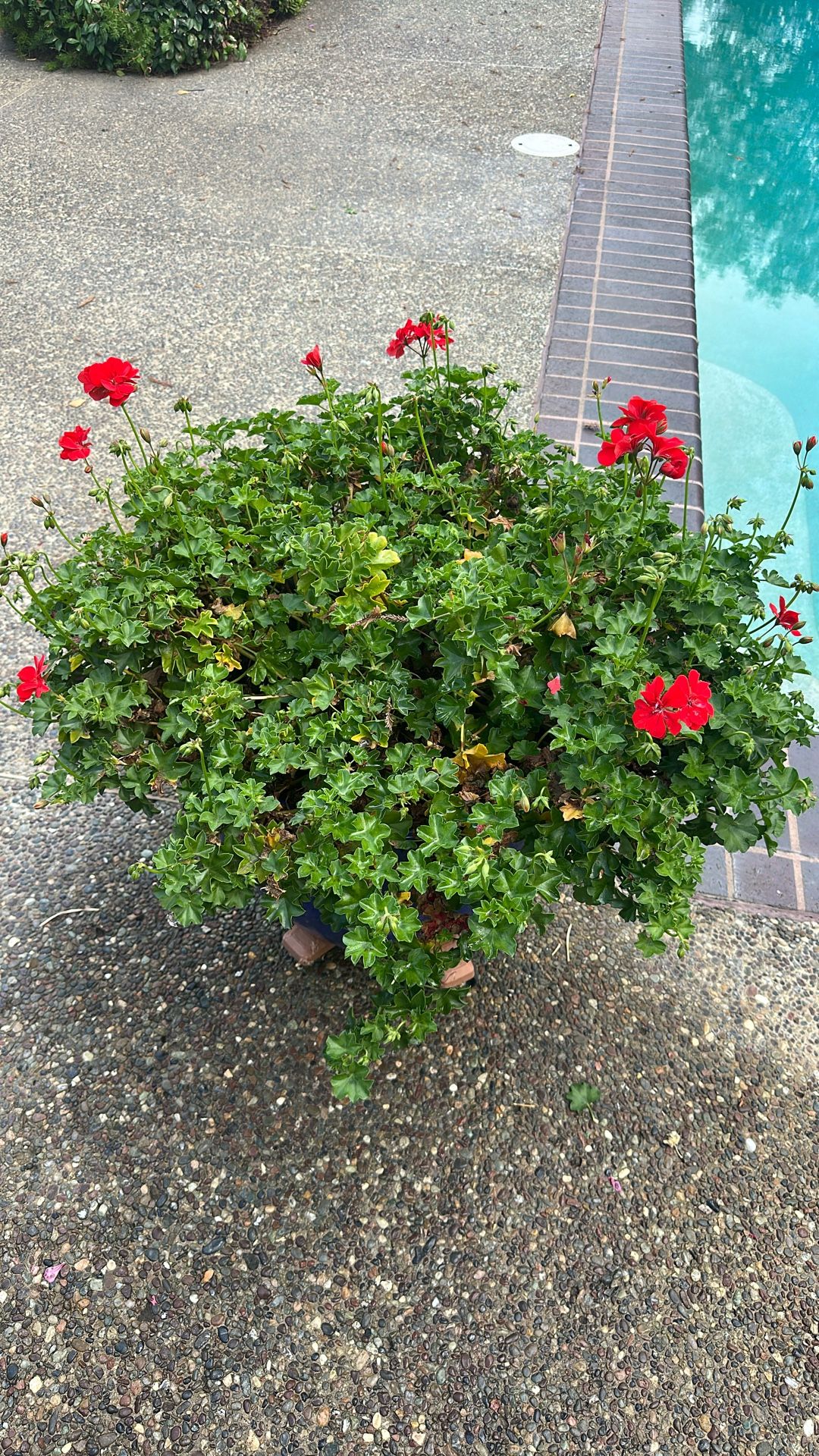 Geranium In Ceramic Blue Pot 