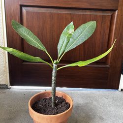 Healthy Home Grown Plumeria Plant