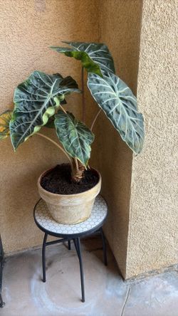Huge Assortment Of Plants
