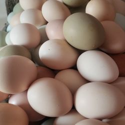 Farm Eggs