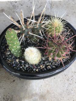 Cactus arrangement