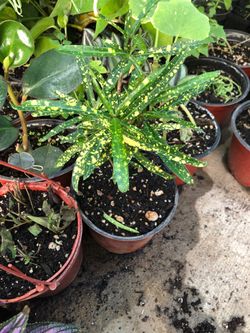 Dust plant in 4 in pot