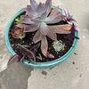 Succulent Beauties 🪴