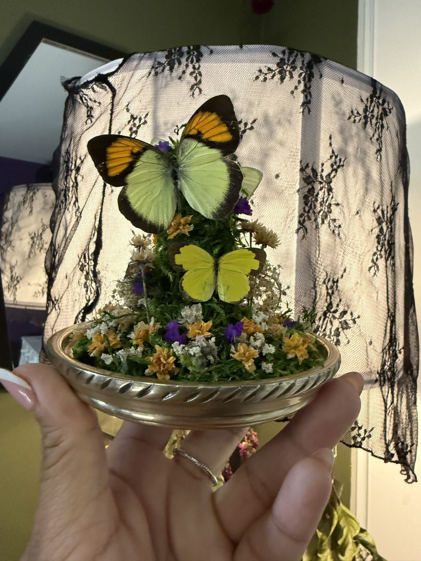 Preserved Butterfly Glass Dome