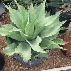 Agave Ovatifolia