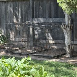 XXL  DOG CRATES