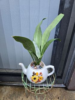 Sansevieria moonshine Silver Snake Plant/ Planta Lengua De Suegra Plateada