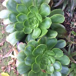 Big Green Succulents