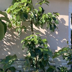 Premium 15-gallon, approximately 8-foot tall Mexicola Avocado Tree (grafted, ready to plant and produce soon).