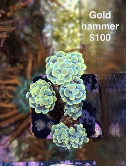 Coral frags for reef/saltwater aquariums