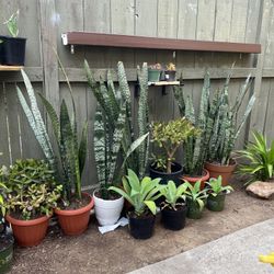 Snake Plants ,agave Plans , Jade Plans  $15 each.
