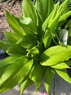 Tumeric plants