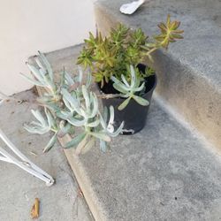 Potted Plant