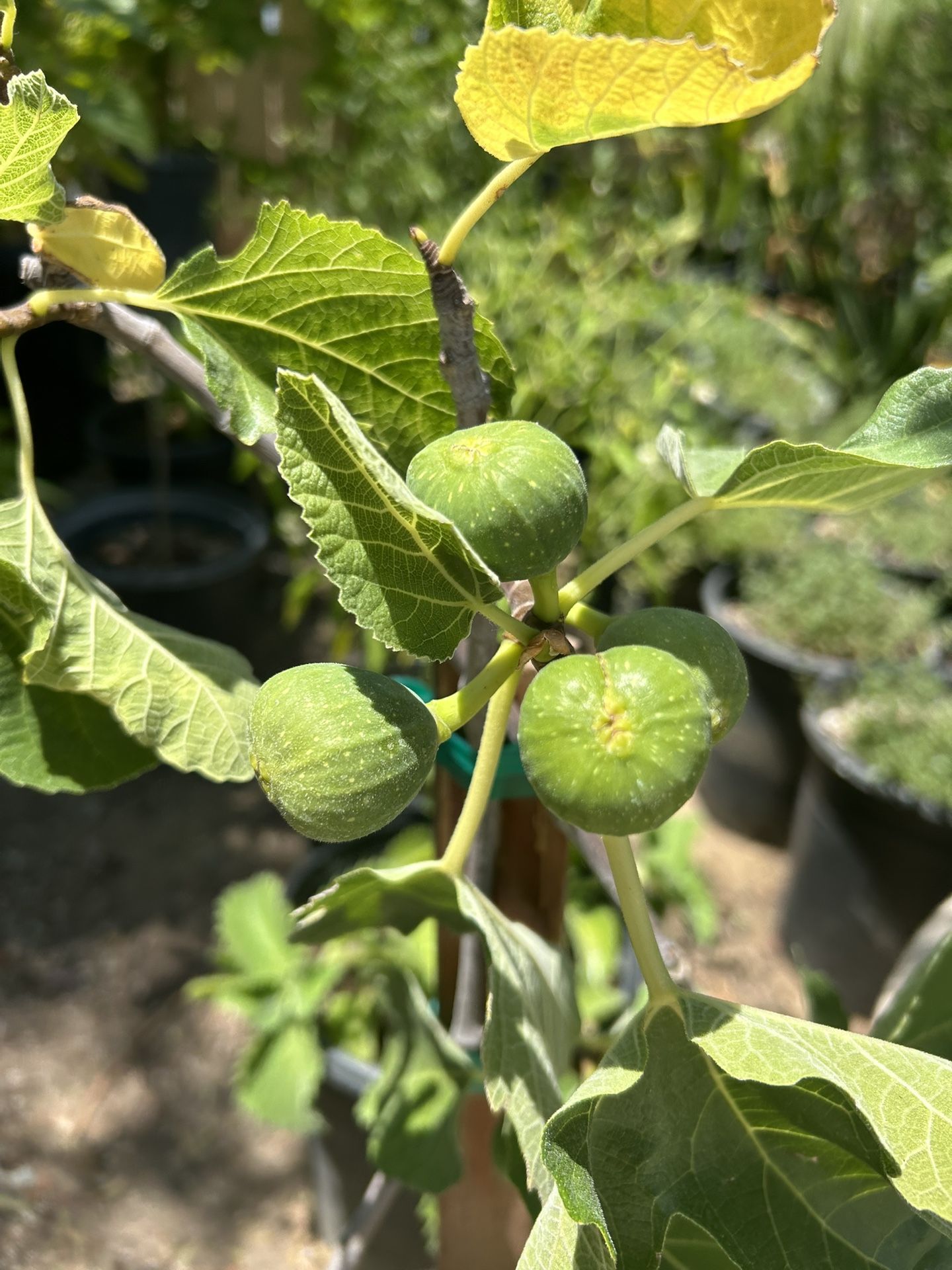 Fig Tree / Igo Tree