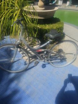 Giant Cybress Xl
