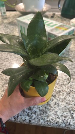 Snake plant