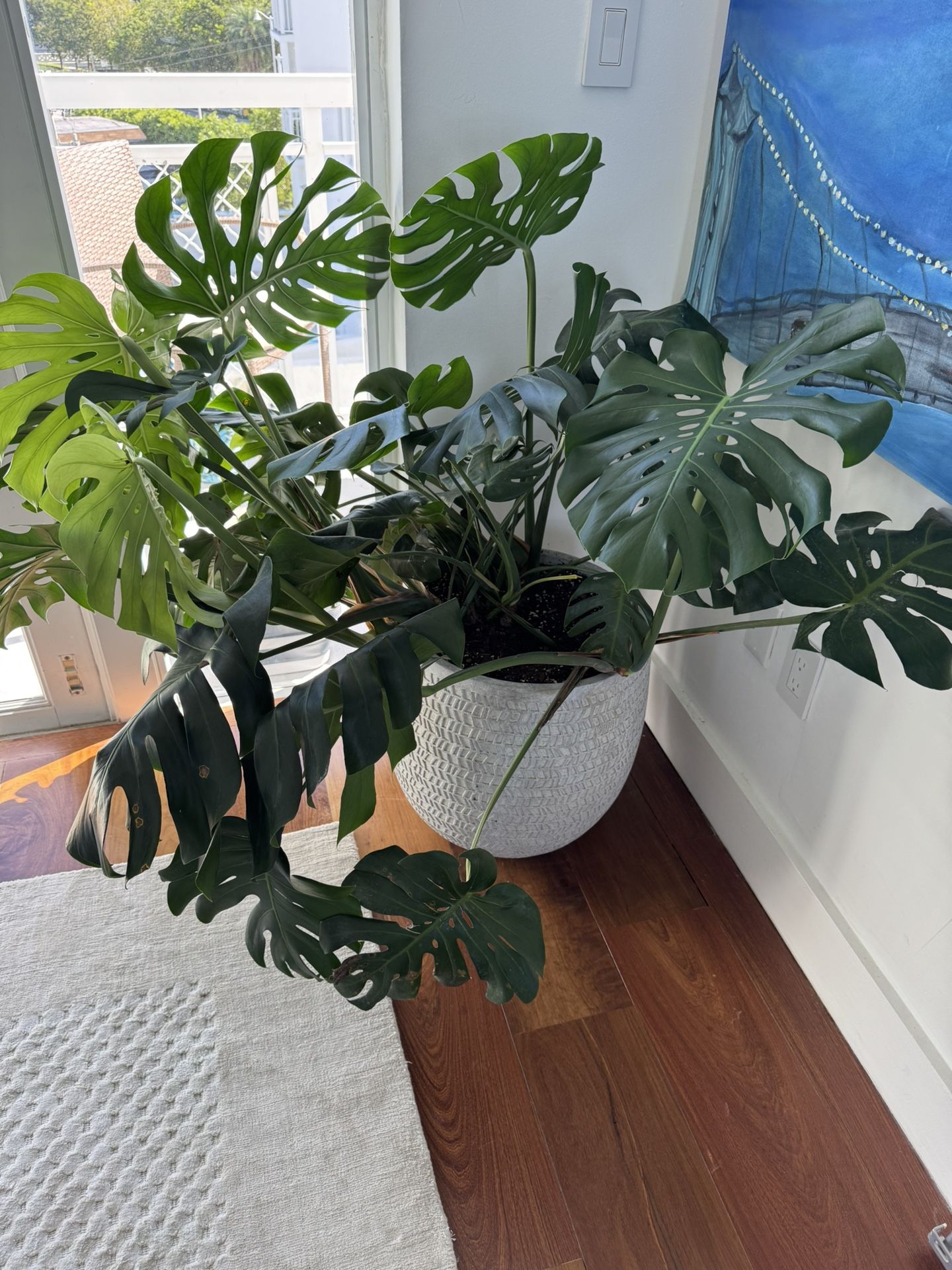 Large Monstera Plant with pot