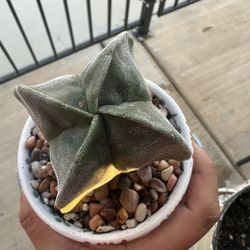 Plant 